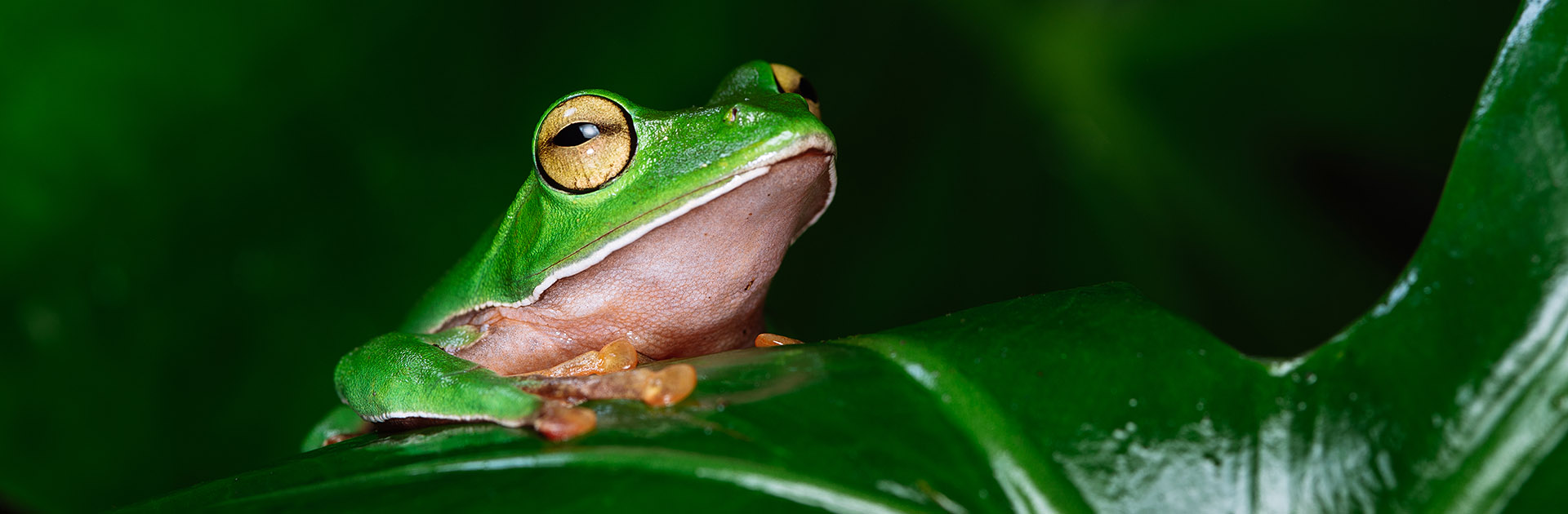台灣的青蛙 蛙鳴資料庫聲音檔線上試聽及下載
