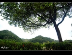 DSC_1002.jpg