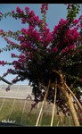 DSC_2815.jpg