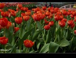 DSC_4377.jpg
