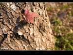 DSC_0021.jpg