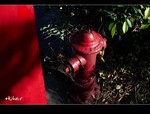 DSC 4178
