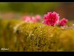 DSC_7068.jpg