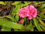 DSC_7080.jpg