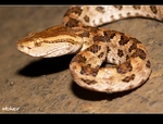 DSC_6963.jpg