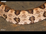 DSC_6968.jpg