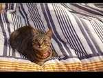 �ʭ��ۤ��G �䥦������