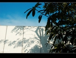 DSC 4300