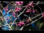 �ʭ��ۤ��G 2011.02�n��(���Y_���)