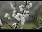 DSC_0365.jpg