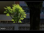 DSC 4541