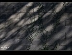 DSC_0970.jpg