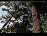 DSC_0006.jpg