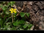 DSC 0366