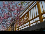 DSC 0453