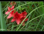 �ʭ��ۤ��G �֤s_���s��