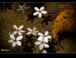 DSC 0004