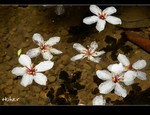 DSC 0009