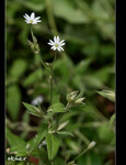 DSC 4632