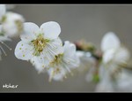 DSC 1766