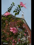 DSC 3501