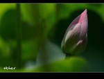 DSC 2505