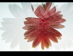 DSC 0424
