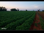 DSC 4454