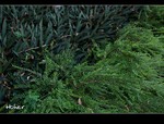 DSC 7516