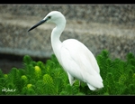 DSC_1118.jpg