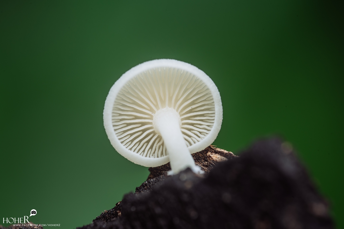 2026.02.15 sNaP(每日一拍)