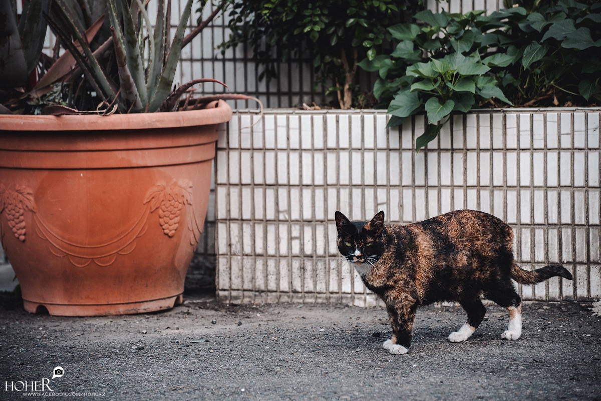 2026.02.12 sNaP(每日一拍)