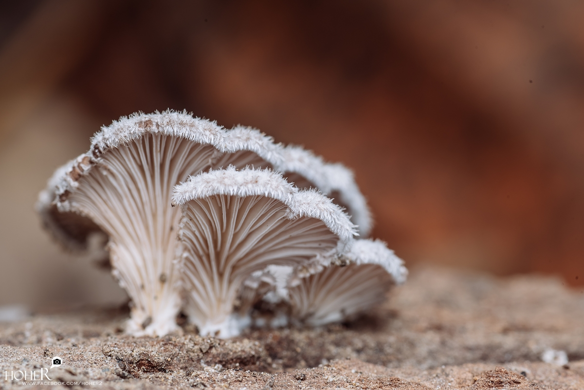 2026.02.02 sNaP(每日一拍)