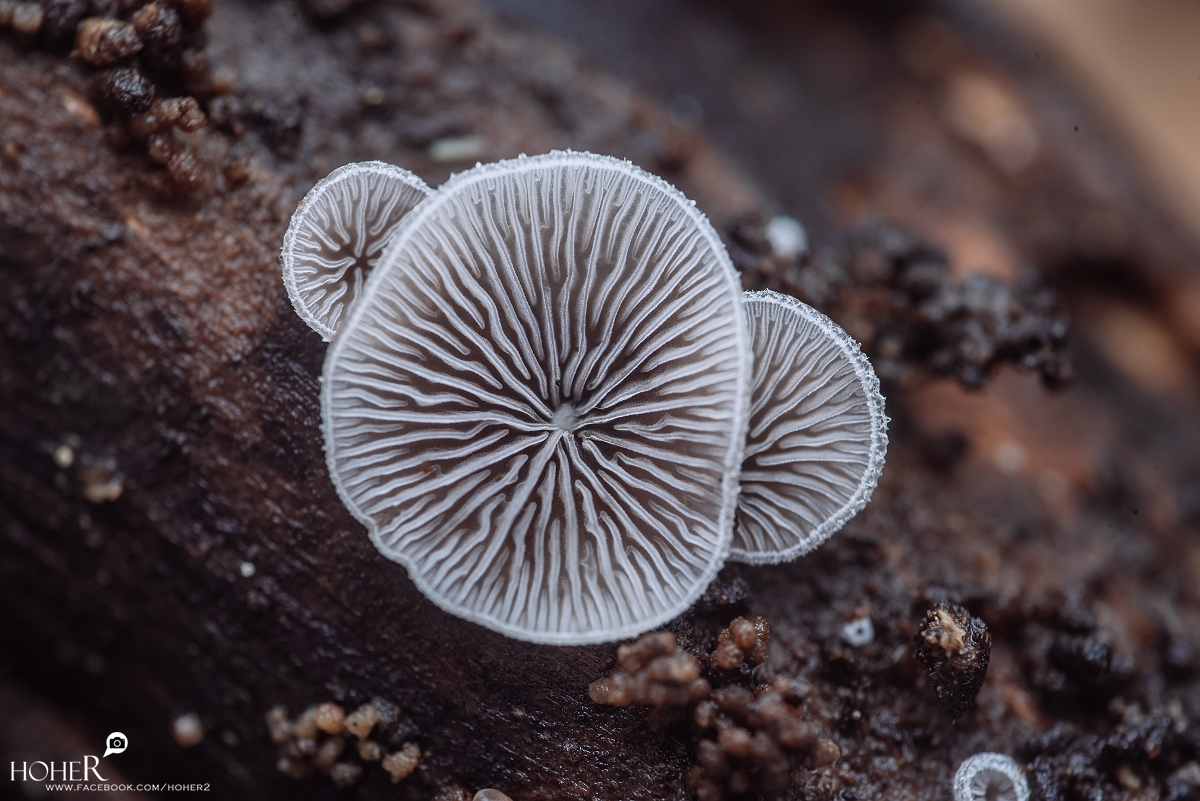 2026.01.26 sNaP(每日一拍)