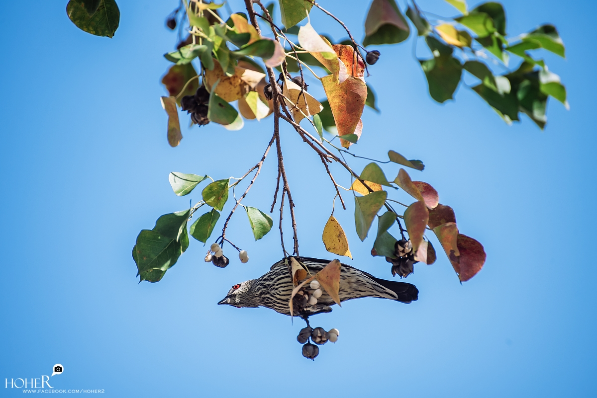 2025.01.29 sNaP(每日一拍)