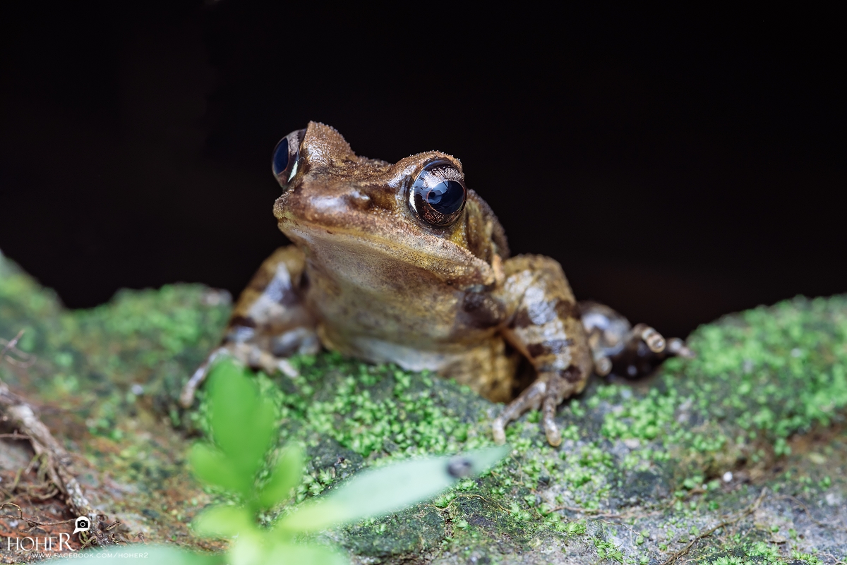 2026.02.18 sNaP(每日一拍)