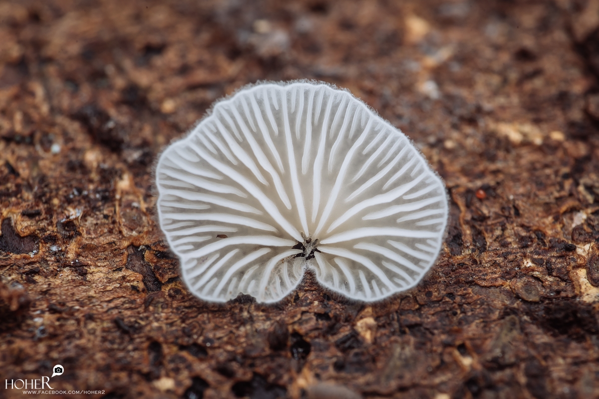 2026.02.25 sNaP(每日一拍)