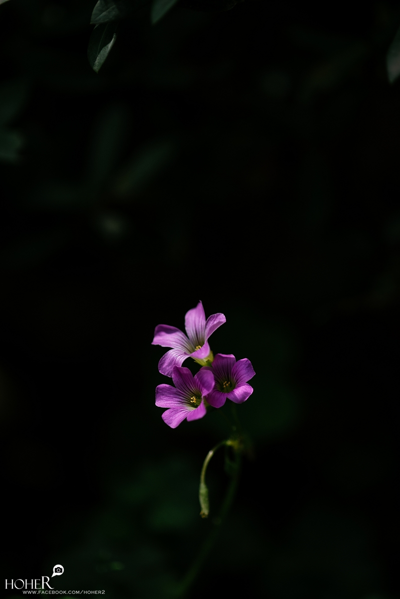 2026.04.02 sNaP(每日一拍)